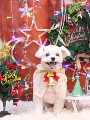 20231223まるちゃん